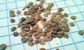 Процесс посадки семян