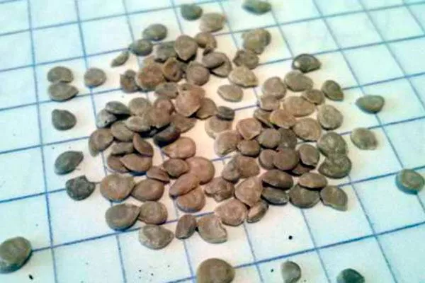 Процесс посадки семян