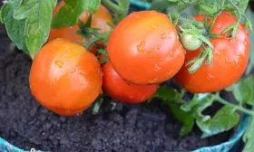 томат Карапуз2