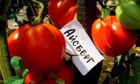 Описание сорта Айсберг2