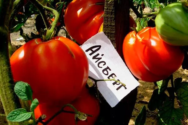 Описание сорта Айсберг2