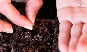 высев семян на рассаду