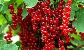 Йонкер Ван Тетс