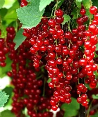 Йонкер Ван Тетс