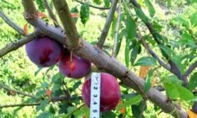 плоды Машеньки