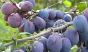 плоды сливы Синий дар