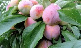 слива Формоза