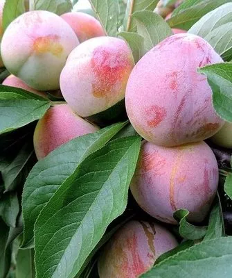 слива Формоза