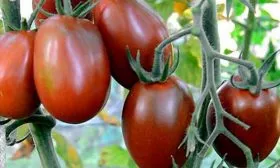 томат Черный Мавр