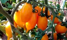 Описание растения и плодов