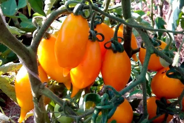 Описание растения и плодов