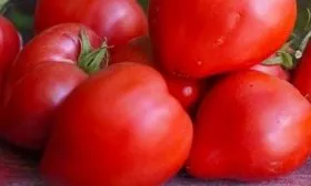 Томаты Минусинский медведь