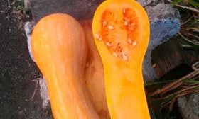 Созревание и плодоношение, продуктивность