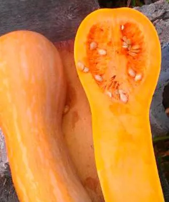 Созревание и плодоношение, продуктивность