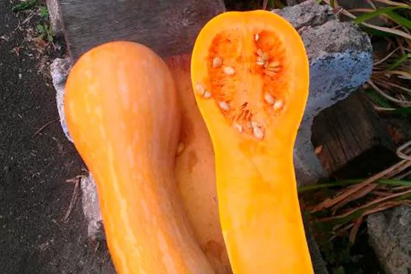 Созревание и плодоношение, продуктивность