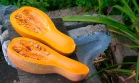 Достоинством овощной культуры Арабатская