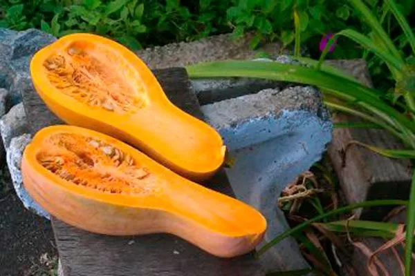 Достоинством овощной культуры Арабатская