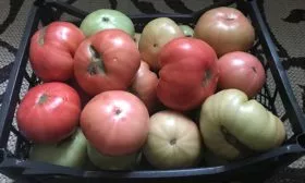 Сроки созревания