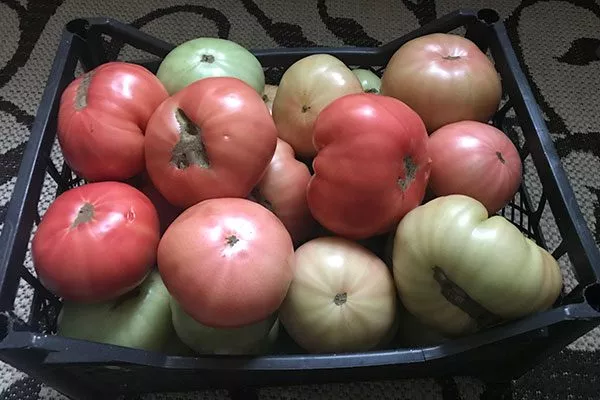 Сроки созревания