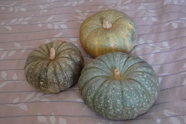 Тыква Зимняя сладкая: лежкая с сахарной мякотью