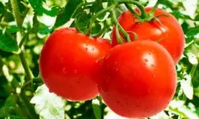 Описание куста и плодов