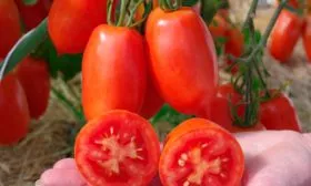 Вкус плодов и их назначение