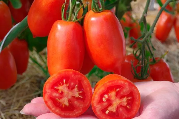 Вкус плодов и их назначение