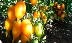 Характеристики