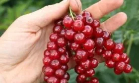 смородина сорта Йонкер Ван Тетс