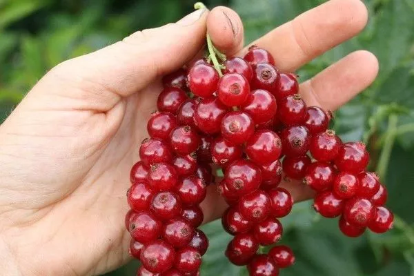 смородина сорта Йонкер Ван Тетс