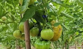 ягоды чёрной смородины