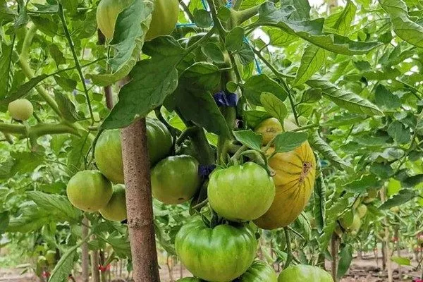 ягоды чёрной смородины