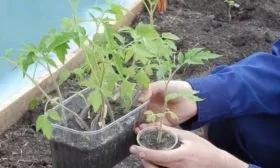 Посадка рассады томатов Чёрная магия