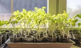 выращивание рассады томата Феля