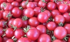 урожайность томата Пинк