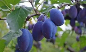 слива Синий дар