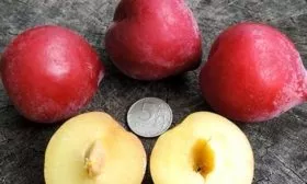 мякоть плодов сливы Формоза