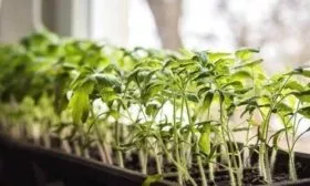 Рассада томатов на подоконнике