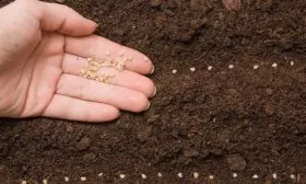 Посев семян