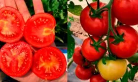 Особенности плодов сорта