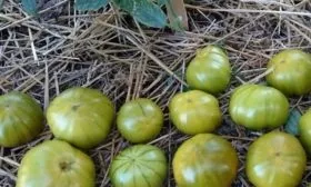 урожай томатов Ирландский ликёр