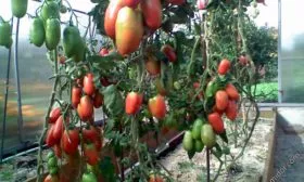 Подвязка и формирование2