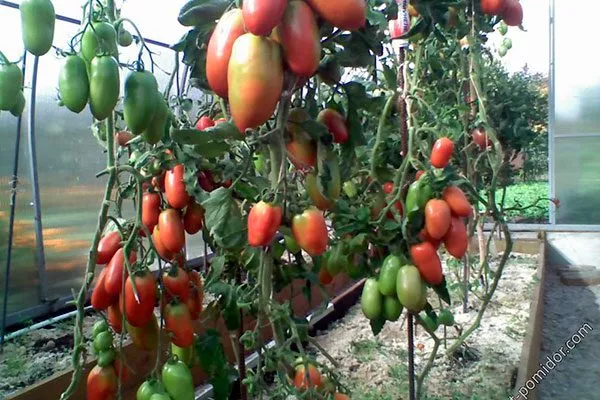 Подвязка и формирование2