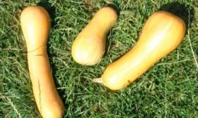 Сорта тыквы Арабатская