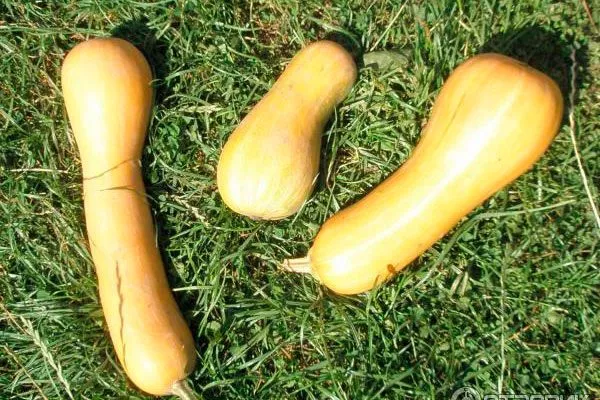 Сорта тыквы Арабатская