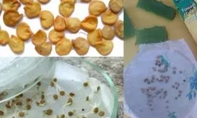 обработка семян томатов