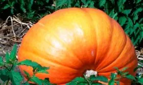 Вкус и назначение плодов