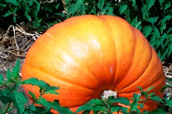 Вкус и назначение плодов