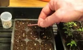 посев зёрен томата