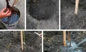 посадка сливы